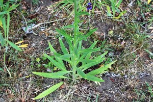 Anchusa officinalis (4) (1200 x 800).jpg_product_product_product_product